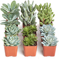 Shop Succulents Blue & Green Succulent Plant Pack Collection - Live Mini Succulent Plants, Low Maintenance, Mixture of Textures - Wedding and Party Favors, Gift & Garden, Pack of 12