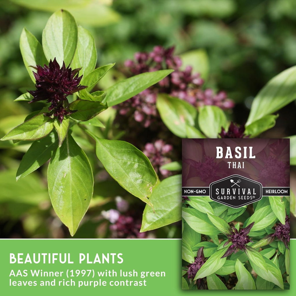Survival Garden Seeds - Thai Basil Seed for Planting - 2 Packets with Instructions to Plant and Grow Asian Basil Indoors or Outdoors in Your Home Vegetable Garden - Non-GMO Heirloom Variety
