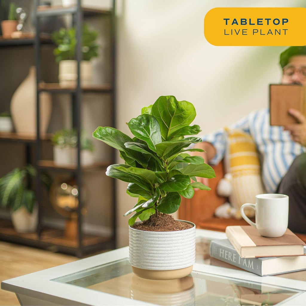 Costa Farms Little Fiddle Leaf Fig, Live Indoor Ficus Lyrata Plant in Nursery Plant Pot, Houseplant in Potting Soil, Housewarming, Birthday Gift, Office, Home, and Room Decor, 1 Foot Tall