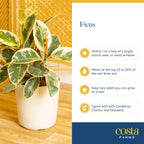 Costa Farms Ficus Live Plant in Decorative Pot, Indoor Houseplant, Assorted Variety, Home, Room, or Office Decor, Great House Warming or Birthday Gift, 12-18 Inches Tall
