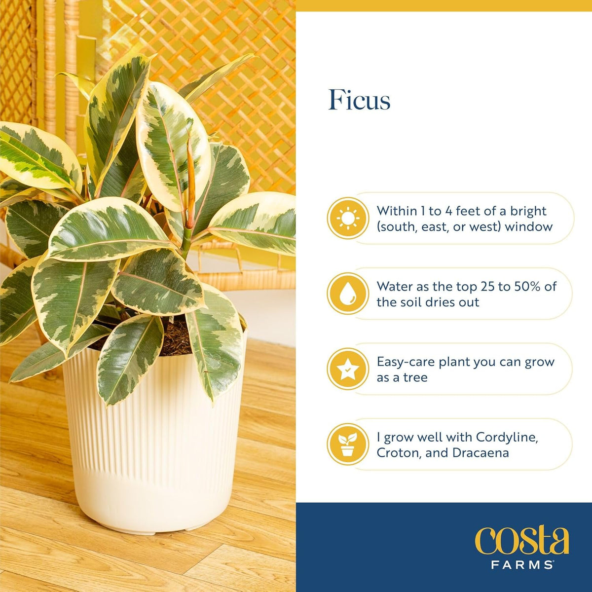 Costa Farms Ficus Live Plants (Pack of 6), Easy to Grow Live Indoor Houseplants, Grower's Choice Collection, Potted in Minimal Decor Plant Pots, Potting Soil, Housewarming Gift, Home and Room Decor