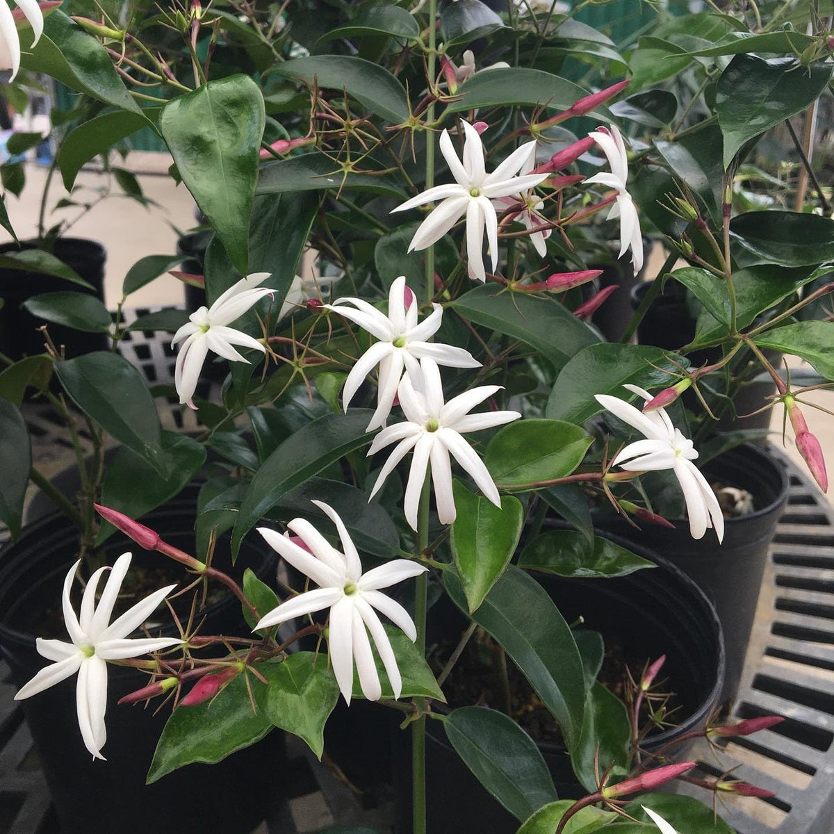 Live Angel Wing Jasmine (Jasminum Nitidum) Plants - Fragrant, White Blooming Evergreen Shrub for Any Garden (2 jas Angel Cups)