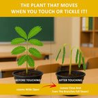 TickleMe Plant Seeds for Indoor Planting (2-Pack) – Interactive Party Favor | Leaves Close When Touched, Reopen in Minutes – Easy Indoor House Plant Seeds, Can Flower, Includes 10 Fun Activities