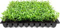 Wintergreen Boxwood | 10 Live Plants | Buxus Microphylla | Evergreen Shrub, Dense Foliage, Formal Garden, Low Maintenance, Privacy Hedge, Year-Round Interest, Landscaping Shrub