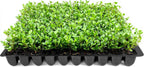 Wintergreen Boxwood | 30 Live Plants | Buxus Microphylla | Evergreen Shrub, Dense Foliage, Formal Garden, Low Maintenance, Privacy Hedge, Year-Round Interest, Landscaping Shrub
