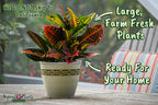 Croton Plants (Petra, 1 Gallon/6" Nursery Pot)