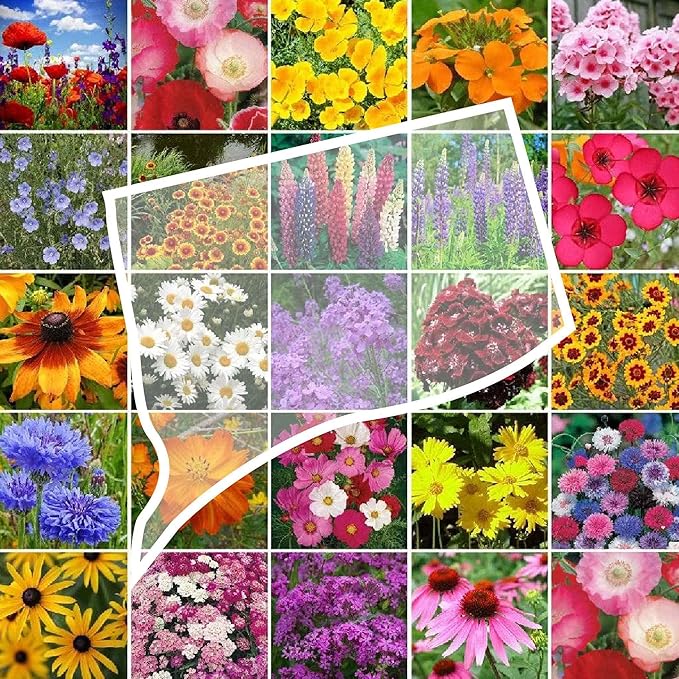 Eden Brothers Connecticut Wildflower Mixed Seeds for Planting, 1/4 lb, 120,000+ Seeds with Cornflower, Cosmos | Attracts Pollinators, Plant in Spring or Fall, Zones