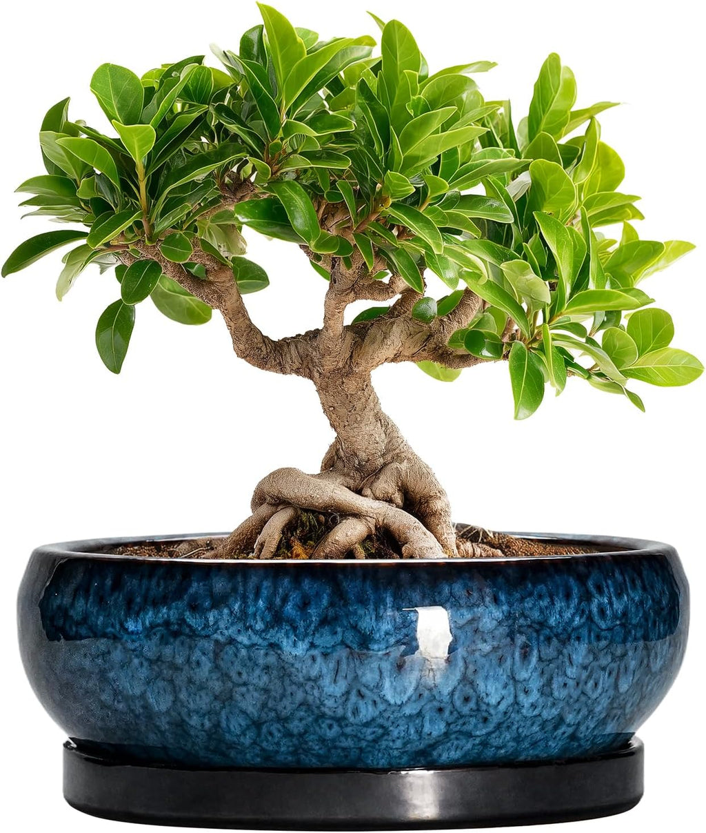Bonsai Pots 8 Inch - Ceramic Succulent Planter for Indoor Outdoor, Round Bonsai Planter with Drainage Hole and Saucer, Shallow Ceramic Planters Bowl, Patio Decor, Housewarming Gift, Blue