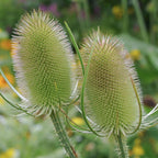 Outsidepride Teasel Seeds - 1000 Pcs. Biennal, Low Maintenance & Drought Tolerant, Flower Seeds for Planting Tall, Comb-Like Lilac Blooms for Cut Flower Arrangements & Pollinator Gardens