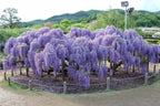 2 Blue Flowering Chinese Wisteria Vines - 6-12" Tall Live Plants - Wisteria Seedlings - Wisteria sinensis - (2 Pack)