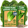 HOME GROWN Romaine Lettuce Seeds, Paris Island Bulk Pack, 7000+ Lettuce Seeds for Planting, High Germination Heirloom 𝗡𝗢𝗡-𝗚𝗠𝗢 𝗨𝗦𝗔 Vegetable Seeds,Works Indoor in Hydroponic Garden and Outdoor