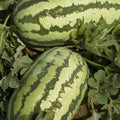 Watermelon Garden Seeds - Jubilee - 4 Oz - Non-GMO, Heirloom Vegetable Gardening Fruit Melon Seeds