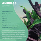 SubstrateSource Anubias Live Aquarium Plants - Potted Freshwater Plant for Fish Tanks, Terrariums - Beginner Friendly Low Light (Congensis, Mother Plant)