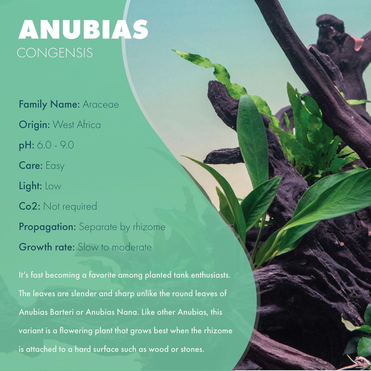 SubstrateSource Anubias Live Aquarium Plants - Potted Freshwater Plant for Fish Tanks, Terrariums - Beginner Friendly Low Light (Congensis, Mother Plant)