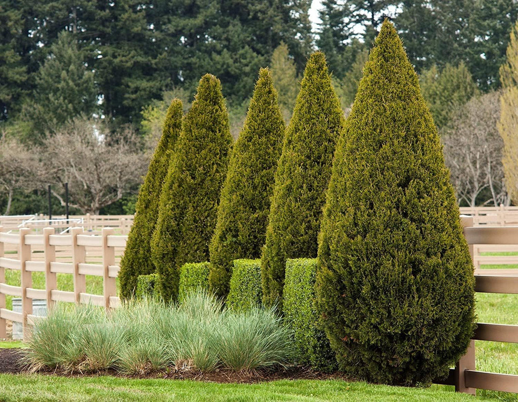 Spartan Juniper | 3 Live Trees | Juniperus Chinensis | Evergreen Privacy Screening Plant