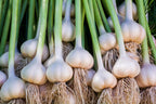 Garlic Bulbs for Seed - Fresh California SOFTNECK Garlic for Planting - Grow Your Own Garlic (10 Bulbs)