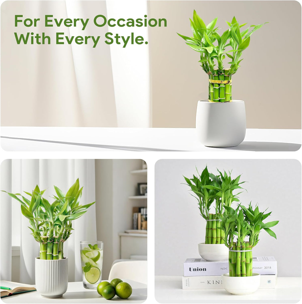 Lucky Bamboo Plants Live Indoor (10 Stalks, 4 Inch) - Fresh House Plants for Office Desk, Home Decor, for Positive Energy, Prosperity & Easy Care