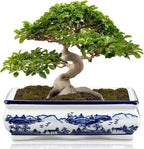 Blue and White Ceramic Bonsai Pot Large Shallow Bonsai Trees Pot Planter for Outdoor Use, 9" Ceramic Plant Pots with Drainage Hole for Cacti, Orchids, Succulents, Bonzie Tree Pots for Patio, Garden
