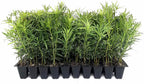 Podocarpus Macrophyllus Japanese Yew | 60 Live Plants | Podocarpus macrophyllus | Privacy Hedge Shrub | Evergreen Landscaping Plants for Gardens & Borders