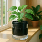D'vine Dev 6 Inch Design Self Watering Planter for Indoor Plants, Black Terracotta Pot with Cylinder Glass Cup, Set of 2, 37-Y-B-3