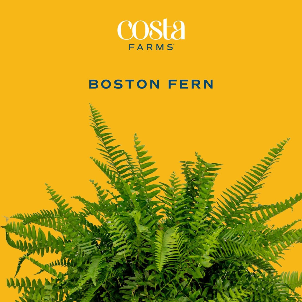 Costa Farms Ferns (2 Pack), Live Premium Boston Fern Plants in Hanging Basket Planters, Houseplants Potted in Soil Potting Mix, Outdoor Garden Gift, Beautiful Home Patio Décor, 16-Inches Tall