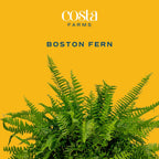 Costa Farms Boston Fern Live Plant in Plastic Pot, Air Purifying Large Indoor & Outdoor Houseplant, Perfect for Home, Room, or Office Decor, Great House Warming or Birthday Gift, 2-3 Feet Tall