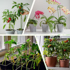 uxcell 6pcs Plant Support Stakes, 14inch Single Stem Stakes Garden Plant Cage Support Rings for Orchid Rose Tomato Peony Flowers