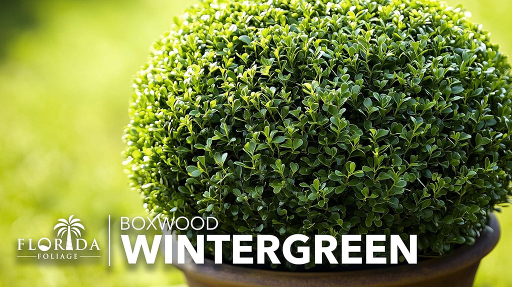 Wintergreen Boxwood | 1 Large Gallon Size Plant | Buxus Microphylla | Evergreen Shrub, Dense Foliage, Formal Garden, Low Maintenance, Privacy Hedge, Year-Round Interest, Landscaping Shrub