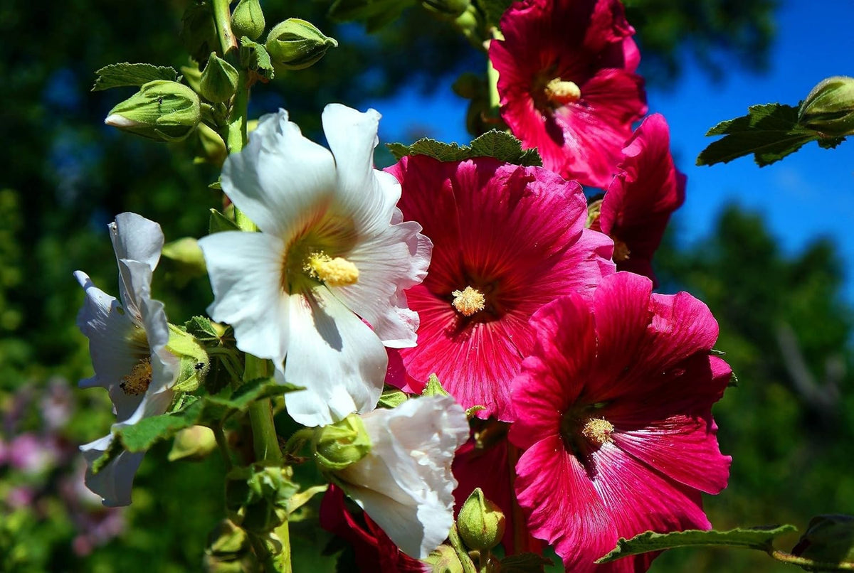 Seeds Hollyhock Seed Mix Malva 30+ Seeds for Planting Showy Perennial Flower Multicolor Mixture