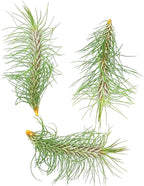 ragnaroc Air Plants - Colombian Tillandsia Funckiana, Large 5" - 3ct - Live Arrival Guaranteed - House Plants for Home Decor & Gift