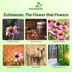 Outsidepride Purple Echinacea Coneflower Seeds - 5 lbs Perennial, Deer-Proof & Drought Tolerant Flower Seeds with Daisy-Like Blooms for Pollinator-Friendly Gardens, Borders, & Meadows
