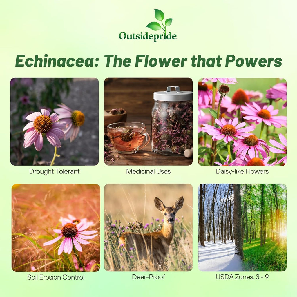 Outsidepride Purple Echinacea Coneflower Seeds - 1000 Pcs Perennial, Deer-Proof & Drought Tolerant Flower Seeds with Daisy-Like Blooms for Pollinator-Friendly Gardens, Borders, & Meadows