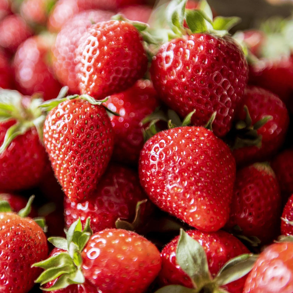 Flavorfest' June Bearing Bare Root Strawberry Plants - Great for Beginners! Delicious Strawberries and Easy to Grow - from Hand Picked Nursery (10)