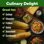 HOME GROWN 𝗨𝗦𝗔 𝗣𝗥𝗘𝗠𝗜𝗨𝗠 Golden Bantam Corn 1 Pack 100 𝗡𝗢𝗡-𝗚𝗠𝗢 Heirloom Vegetable Seeds Grow Sweet Corn Outdoors Easy for Beginners & Great for Home Gardeners High Germination (Zea mays)