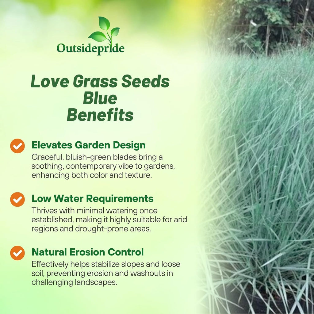 Outsidepride 500 Seeds Perennial Eragrostis Elliotii Blue Eros Ornamental Love Grass Seed for Planting