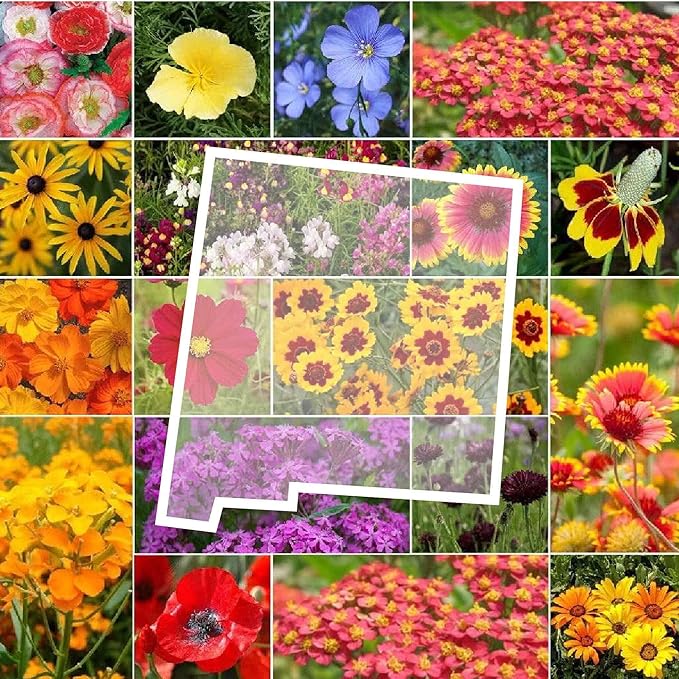 Eden Brothers New Mexico Wildflower Mixed Seeds for Planting, 1 oz, 30,000+ Seeds with Yarrow, Coreopsis | Attracts Pollinators, Plant in Spring or Fall, Zones