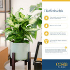 Costa Farms Dieffenbachia, Live Indoor Plant in Décor Plant Pot, Potted Houseplant in Potting Soil Mix, Real Plants Gift for Mom, Dad, 12-14 Inches Tall