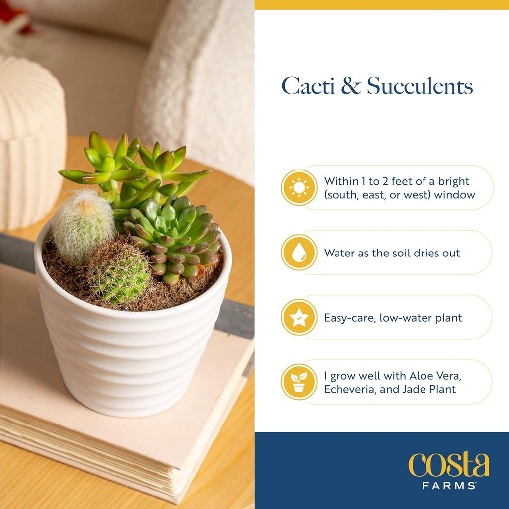 Costa Farms Mini Succulent Live Plants in Plastic Pots, Easy to Maintain Indoor Succulents, Houseplants for Home, Room, or Office Decor, House Warming or Birthday Gift, 2-3.5 Inches Tall, Pack of 6