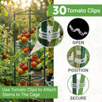Tomato Cage - Large Trellis Stakes and Plant Support Structures for Vegetables and Climbing Plants - Tall Tomato Cages for Garden, Pots, Raised Garden Bed Outdoor Supplies (3 Pack - Up to 48")