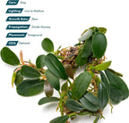 SubstrateSource Bucephalandra Brownie Phoenix Live Aquarium Plant - Natural Freshwater Fish Tank Decorations, Aquatic Decor (Plant (10-15 Leaves))