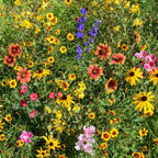 Outsidepride Mountain Wild Flower Seed Mix - 1 lb Premium Blend of Annual & Perennial Wildflower Seeds for High-Elevation in USDA Zones 3-8, Ideal for Mountain Gardens, Low-Maintenance & Easy to Grow