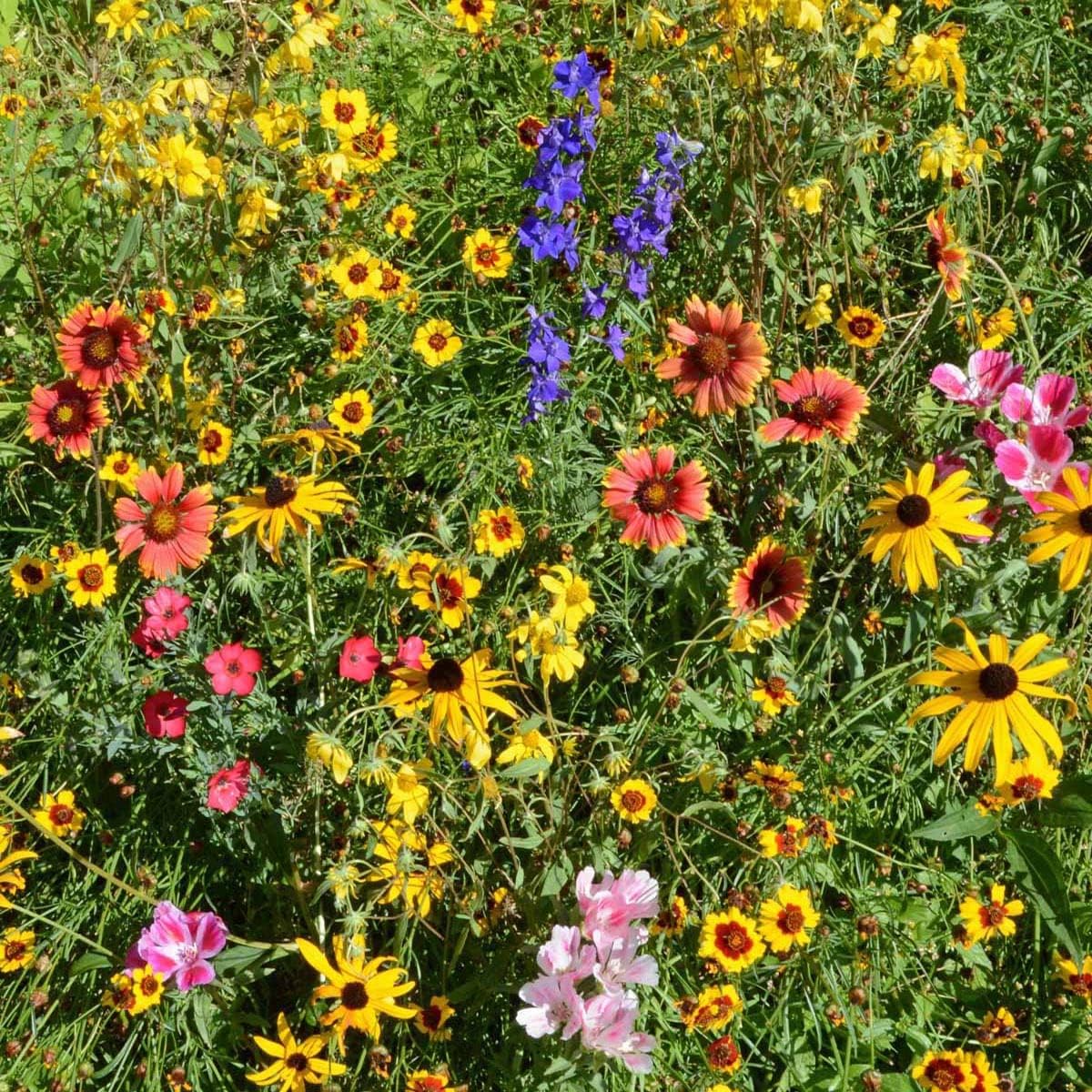 Outsidepride Mountain Wild Flower Seed Mix - 1 lb Premium Blend of Annual & Perennial Wildflower Seeds for High-Elevation in USDA Zones 3-8, Ideal for Mountain Gardens, Low-Maintenance & Easy to Grow