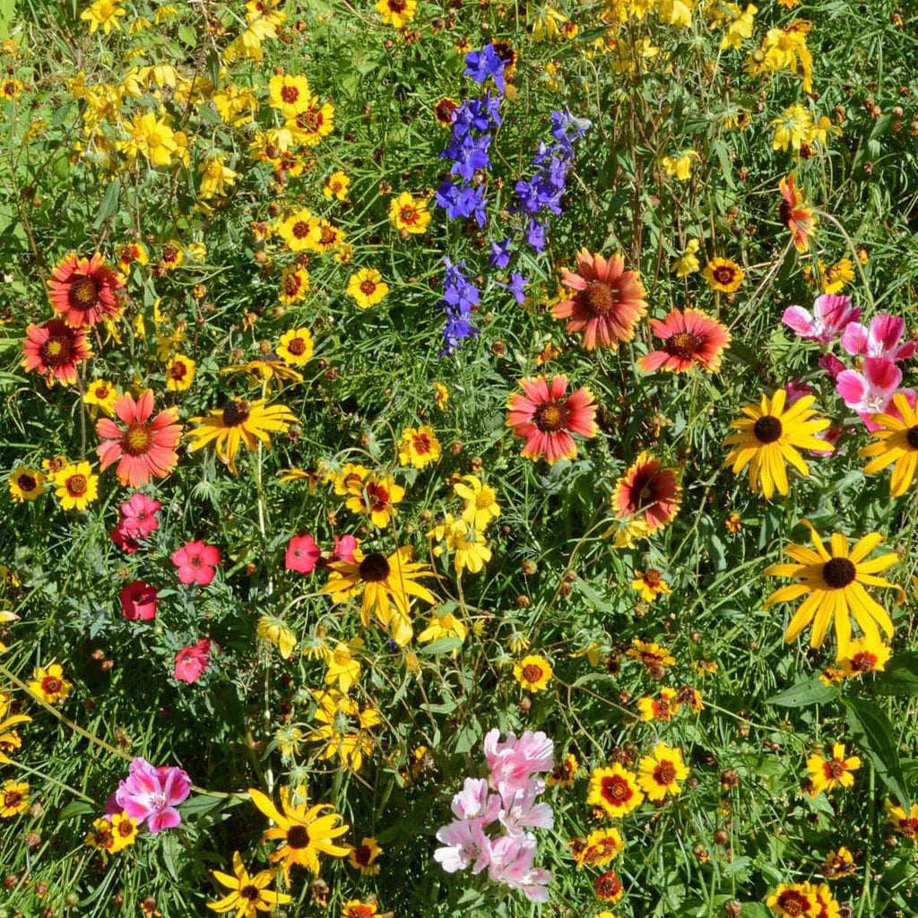 Outsidepride Mountain Wild Flower Seed Mix - 5 lbs Premium Blend of Annual & Perennial Wildflower Seeds for High-Elevation in USDA Zones 3-8, Ideal for Mountain Gardens, Low-Maintenance & Easy to Grow