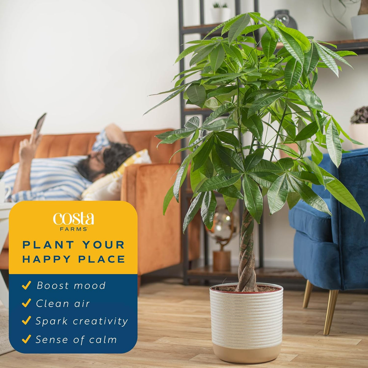 Costa Farms Money Tree, Large, Live Indoor Plant, Easy to Grow Pachira House Plant Gift, Home Décor, 3-4 Feet Tall in Nursery Pot