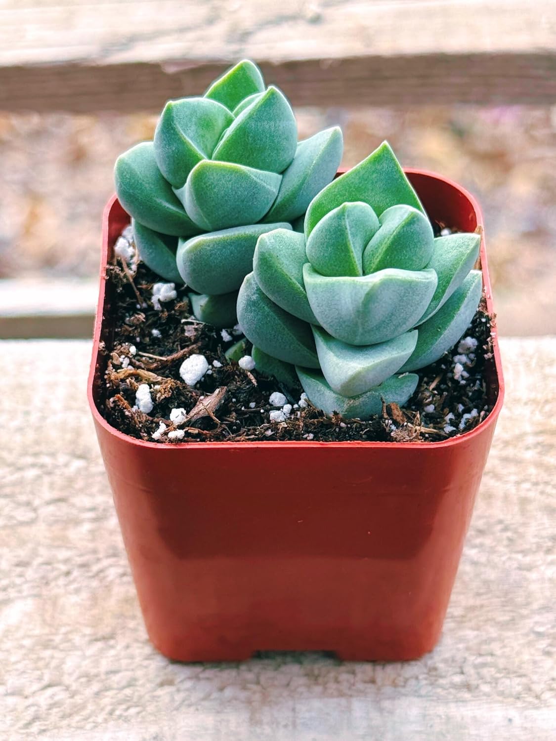 Succulents Plants Live 2inch Live Mini Succulent Plants, Easy Care House Plants Rooted in Succulent Soil Mix, by The Succulent Cult (Crassula Moonglow, 2 Inch)