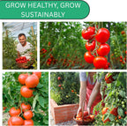 Woods Creek Seeds: Roma VF Tomato Seeds for Planting - Over 350 Heirloom Tomato Seeds for Planting Outdoors, Indoors, Patio or Home Plant Garden - Non-GMO Seed Pack of Tomatoes