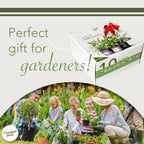 Garden Pack 10 Herb Indoor Window Herb Garden - Includes Pots, Trays, and Compressed Soil for Easy Indoor Herb Growing - Perfect Kitchen Herb Garden Starter Kit for Beginners and Gifts