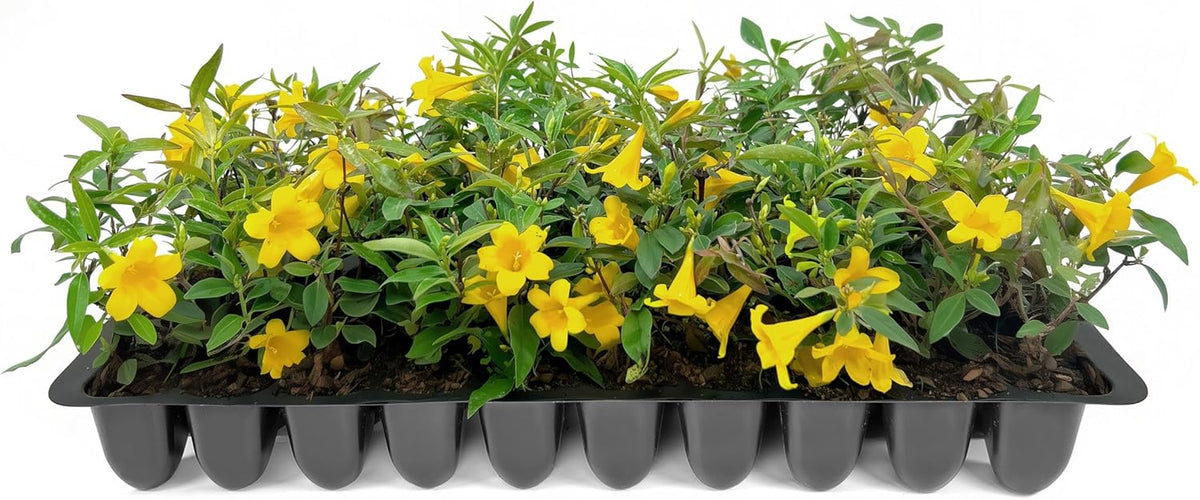 Carolina Jasmine | 10 Live Plants | Gelsemium sempervirens | Fast-Growing Flowering Vine for Trellises & Fences | Climbing Landscape Plants