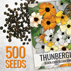 Seed Needs, Black-Eyed Susan Vine Seeds - 100 Heirloom Seeds for Planting Thunbergia alata - Annual Vining Flowers to Cover a Fence or Trellis (5 Packs)