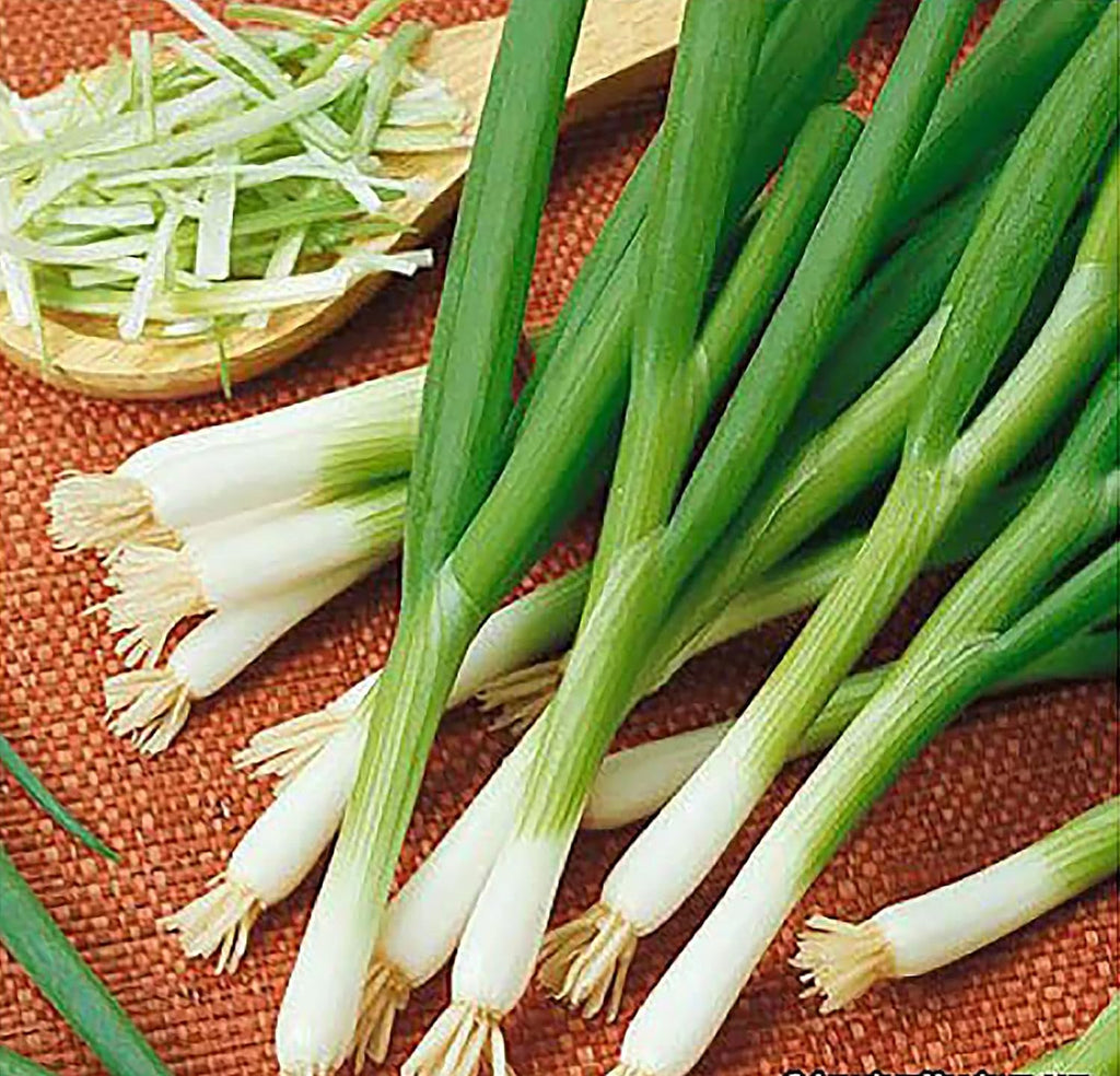 Green Onion Scallion Seeds Scarlet Bandito - Produces a Beautiful Scarlet red hue with flecks of White, Making Any Salad or Dish pop!